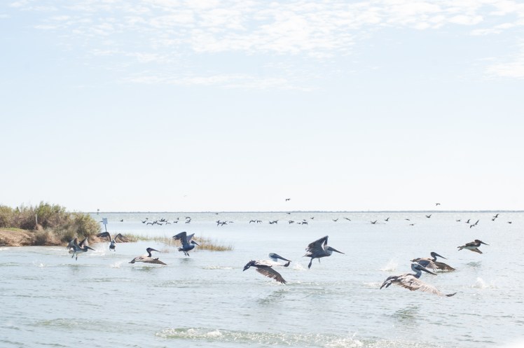 Jacksonville Family Photography, aPear Photography , Jacksonville Kids Photographywww.apearphotography.com