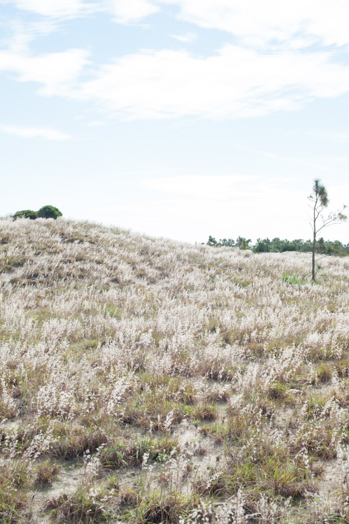 Jacksonville Family Photography, aPear Photography , Jacksonville Kids Photographywww.apearphotography.com