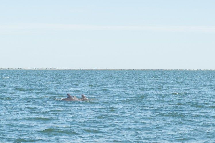 Jacksonville Family Photography, aPear Photography , Jacksonville Kids Photographywww.apearphotography.com